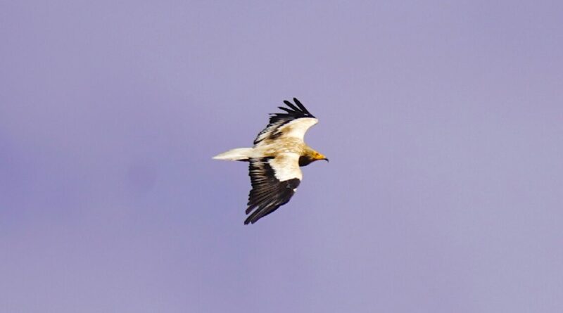 War imperils rare vultures' yearly odyssey to the Balkans
