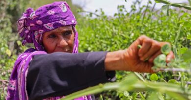 Yemen family deprived of aid reduced to eating tree leaves
