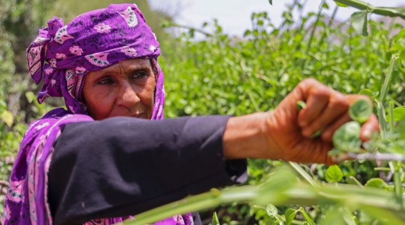 Yemen family deprived of aid reduced to eating tree leaves