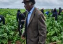 Zimbabwe tobacco hits new highs under smallholder contracts