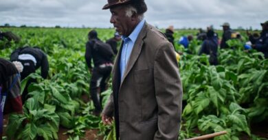 Zimbabwe tobacco hits new highs under smallholder contracts