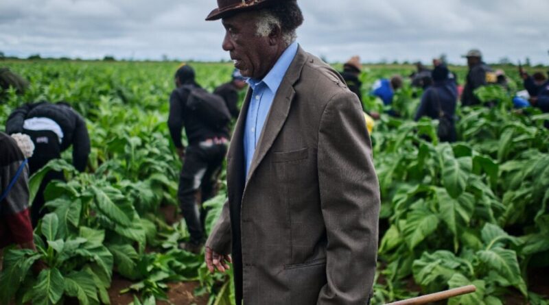 Zimbabwe tobacco hits new highs under smallholder contracts