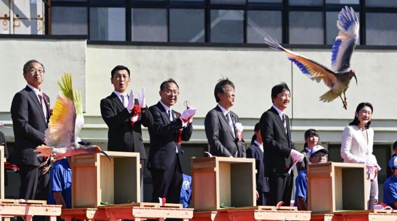 Crested Ibises Get the Royal Treatment in Japan as They Fly Again