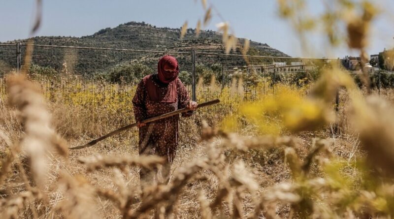 Facing settler violence, Palestinian farmers race to harvest