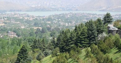 From poplars to pistachios, Afghans rediscover the value of trees