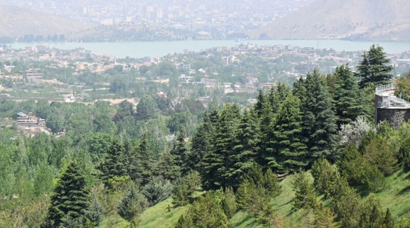 From poplars to pistachios, Afghans rediscover the value of trees