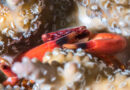 New Coral Study Identifies Areas Where Reefs Are Hanging On
