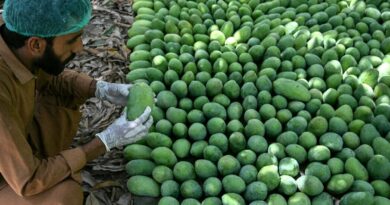 Pakistan's mango exports shrink as Middle East war impacts linger