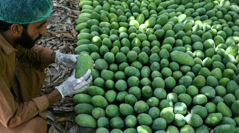 Pakistan's mango exports shrink as Middle East war impacts linger