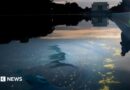 Chipped paint and algae are visible in the Lincoln Memorial Reflecting Pool at dusk.