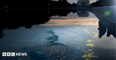 Chipped paint and algae are visible in the Lincoln Memorial Reflecting Pool at dusk.