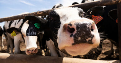 The Forgotten Triumph of Rinderpest Eradication, and the Cost of Ignoring Its Lesson