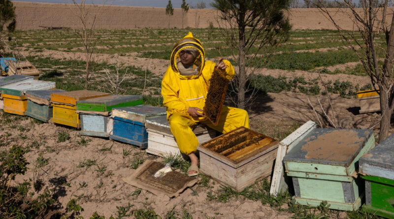 The Women Running Businesses Under Taliban Rules