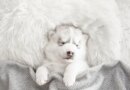 This thin under-pillow speaker helped me fall asleep without earbuds | TechCrunch