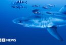 'Pretty special': Diver on filming rare footage of Great White shark in the Mediterranean
