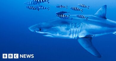 'Pretty special': Diver on filming rare footage of Great White shark in the Mediterranean