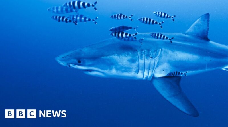 'Pretty special': Diver on filming rare footage of Great White shark in the Mediterranean