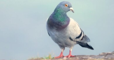 A wild feral rock dove or common pig