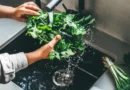 A parasite that causes diarrhea has been detected in 31 states: How to prepare food and what to avoid