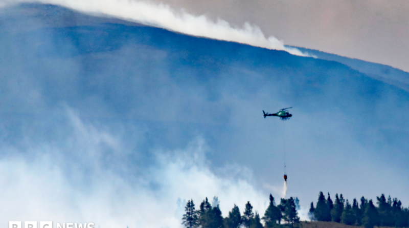 Wild fire