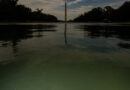 E Pluribus Algae: Why Green Pond Scum Is as American as Red, White and Blue
