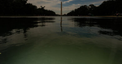 E Pluribus Algae: Why Green Pond Scum Is as American as Red, White and Blue
