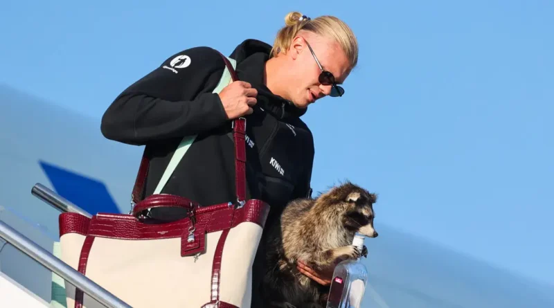 Norway's Erling Haaland brought a $750 taxidermy raccoon home from the World Cup