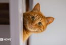 A domestic cat peeks out from behind some furniture