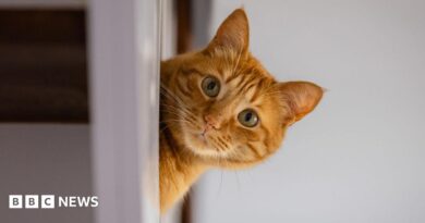 A domestic cat peeks out from behind some furniture