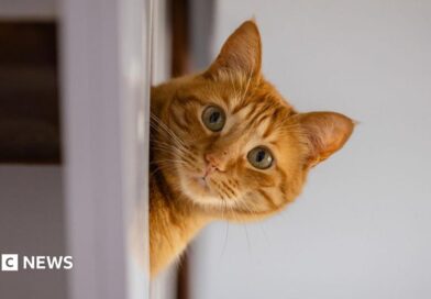 A domestic cat peeks out from behind some furniture