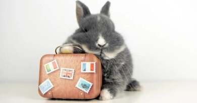 Bunny and Suitcase with English flag stickers, French flag and British flag. Also with the eiffel tower