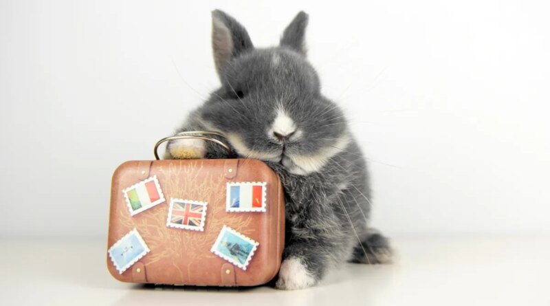 Bunny and Suitcase with English flag stickers, French flag and British flag. Also with the eiffel tower