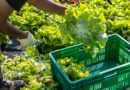 2 dead in cyclospora outbreak, Michigan health authorities say