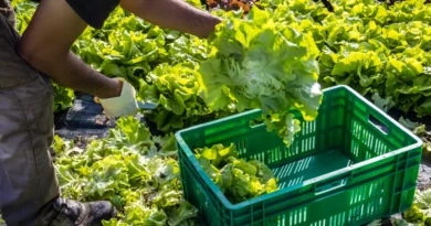 2 dead in cyclospora outbreak, Michigan health authorities say