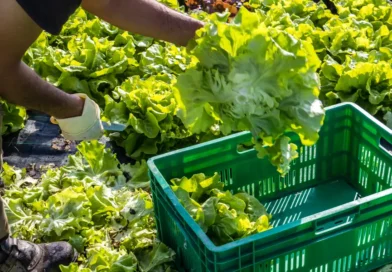 2 dead in cyclospora outbreak, Michigan health authorities say