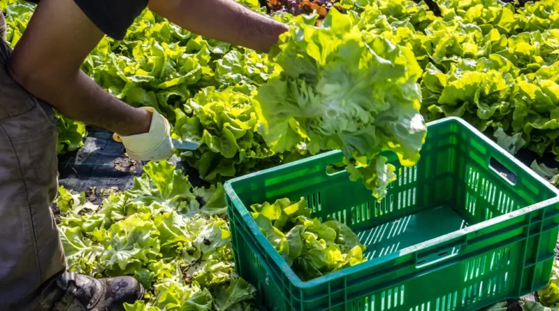 2 dead in cyclospora outbreak, Michigan health authorities say