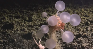 25 bizarre creatures from the bottom of the ocean that look like aliens
