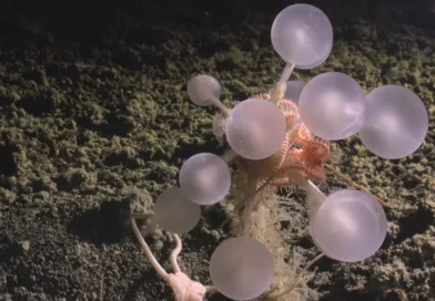 25 bizarre creatures from the bottom of the ocean that look like aliens