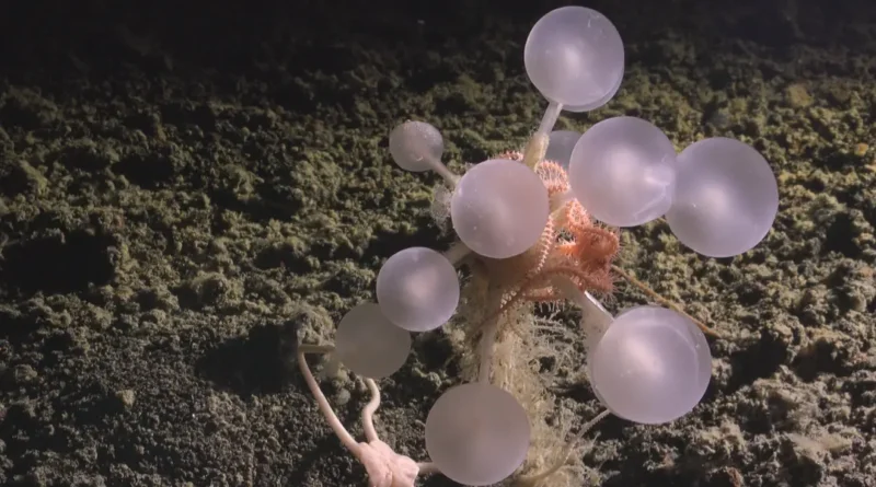 25 bizarre creatures from the bottom of the ocean that look like aliens