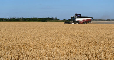 Analysis-Decades of farm gains, inventories strengthen food system against 'super' El Nino