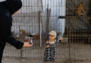 At a Gaza zoo, war takes its toll on the animals