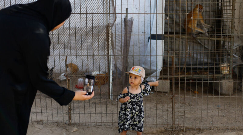 At a Gaza zoo, war takes its toll on the animals