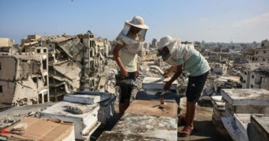Gaza beekeeper starts again on rooftop amid ruins of war