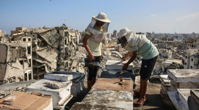Gaza beekeeper starts again on rooftop amid ruins of war
