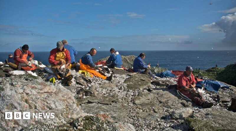 A group of hunters sitting on rocks at the top of a cliff, gutting and feathering gannets against a backdrop of blue sea and skies.