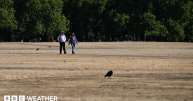Two people walk along a scorched field in Hyde Park following a prolonged period of heat and little rainfall