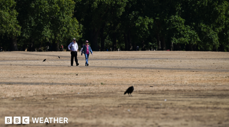 Two people walk along a scorched field in Hyde Park following a prolonged period of heat and little rainfall