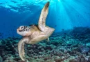 From ribbonfish to seahorses, see the winners of the 2026 Ocean Photographer of the Year awards