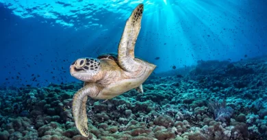 From ribbonfish to seahorses, see the winners of the 2026 Ocean Photographer of the Year awards