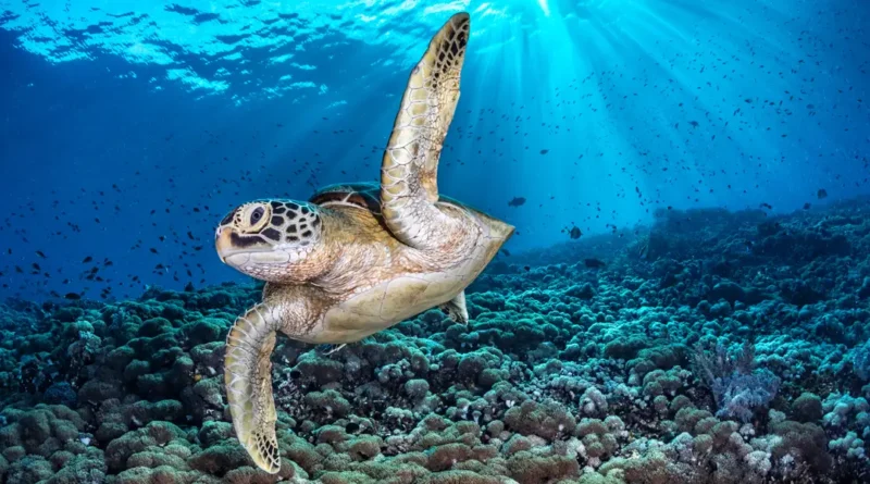 From ribbonfish to seahorses, see the winners of the 2026 Ocean Photographer of the Year awards